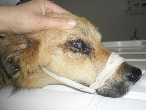 Μακύνεια Ναύπακτου: Πυροβόλησε τον σκύλο στο κεφάλι
